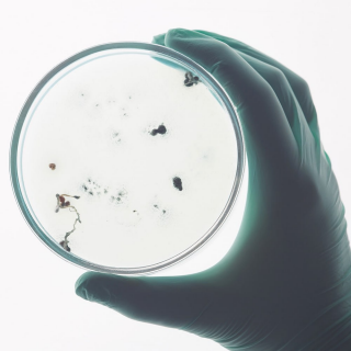 Esta temporada de invierno, conoce la diferencia entre virus, bacterias y hongos.
